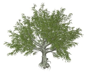 American Beech Tree #01