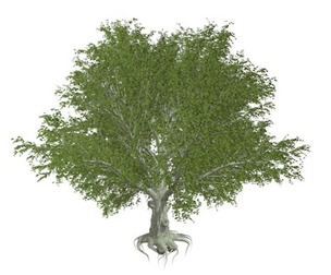 American Beech Tree #02