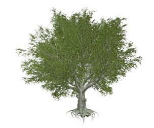 American Beech Tree #03