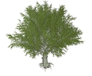 American Beech Tree #04