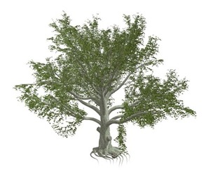 American Beech Tree #05