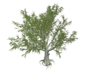 American Beech Tree #06