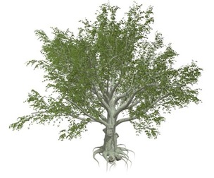 American Beech Tree #07