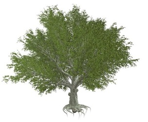 American Beech Tree #08