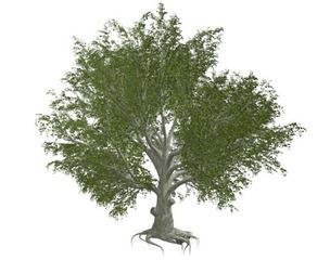 American Beech Tree #09