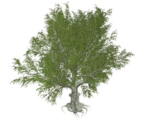 American Beech Tree #10