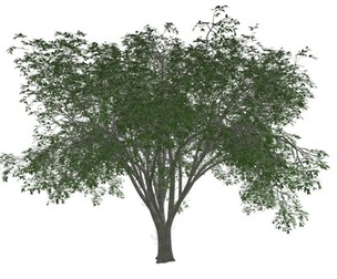 American Elm Tree #01