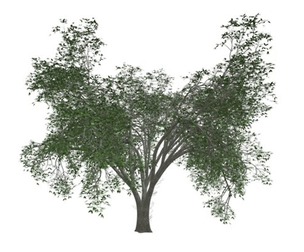 American Elm Tree #02