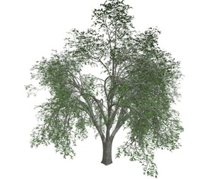 American Elm Tree #03