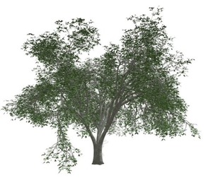 American Elm Tree #04