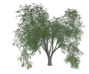 American Elm Tree #05