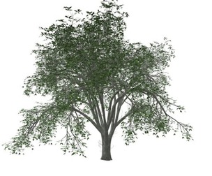 American Elm Tree #06