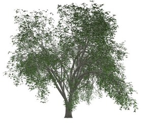 American Elm Tree #07