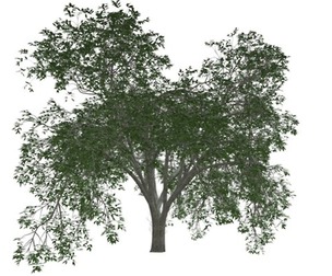American Elm Tree #08