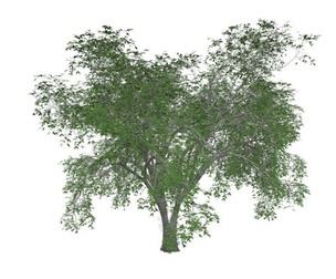 American Elm Tree #09