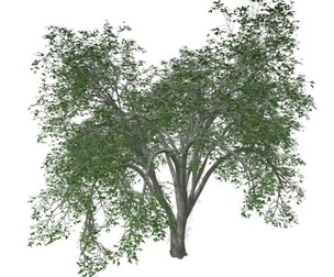 American Elm Tree #10