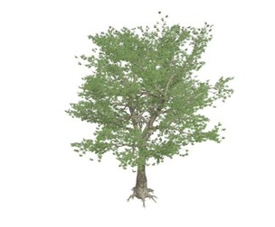 American Sycamore Tree #01