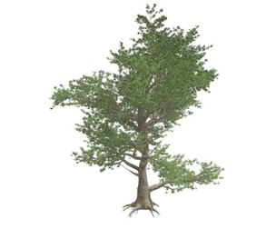 American Sycamore Tree #02