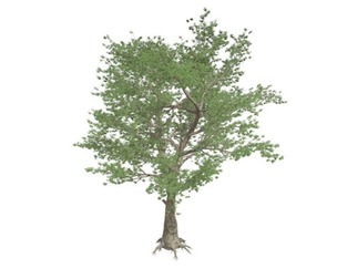 American Sycamore Tree #03