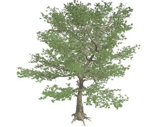 American Sycamore Tree #04
