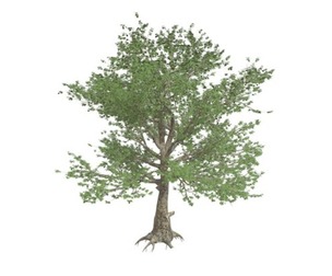 American Sycamore Tree #05