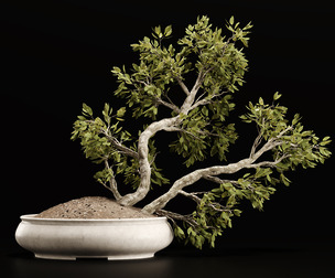 Plant-Bonsai-001