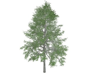 Black Gum Tree #01