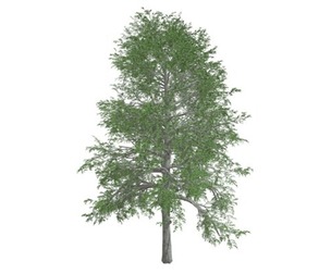Black Gum Tree #02