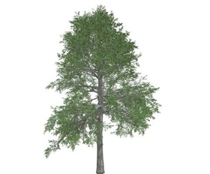 Black Gum Tree #03