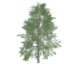 Black Gum Tree #04