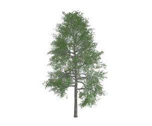 Black Gum Tree #05