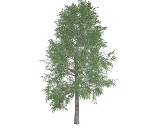 Black Gum Tree #06