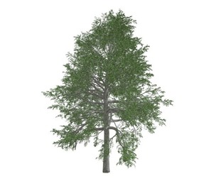 Black Gum Tree #07