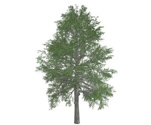 Black Gum Tree #08