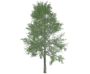 Black Gum Tree #09