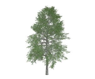 Black Gum Tree #10