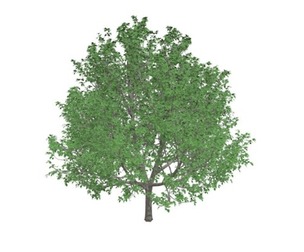Bradford Callery Pear Tree #01
