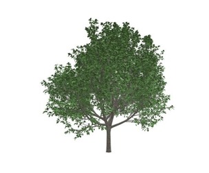 Bradford Callery Pear Tree #02