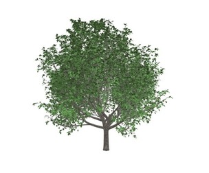 Bradford Callery Pear Tree #03