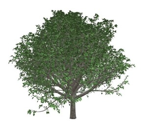 Bradford Callery Pear Tree #04