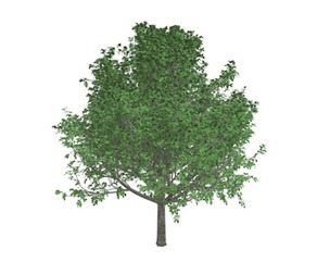 Bradford Callery Pear Tree #05