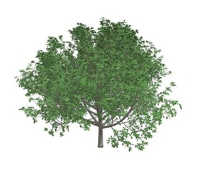 Bradford Callery Pear Tree #06