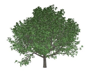 Bradford Callery Pear Tree #07