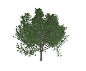 Bradford Callery Pear Tree #08