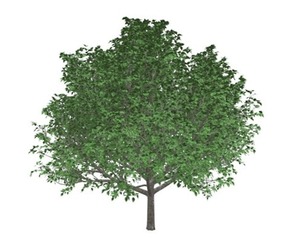 Bradford Callery Pear Tree #09