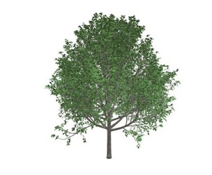Bradford Callery Pear Tree #10