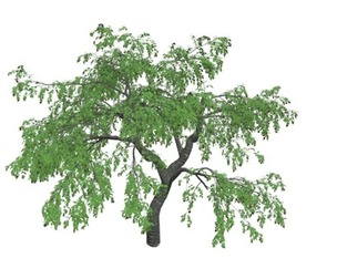 Cherry Tree #01