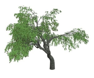 Cherry Tree #02