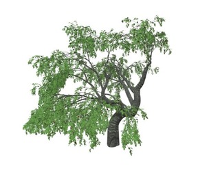 Cherry Tree #03