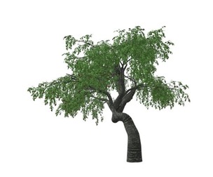 Cherry Tree #04